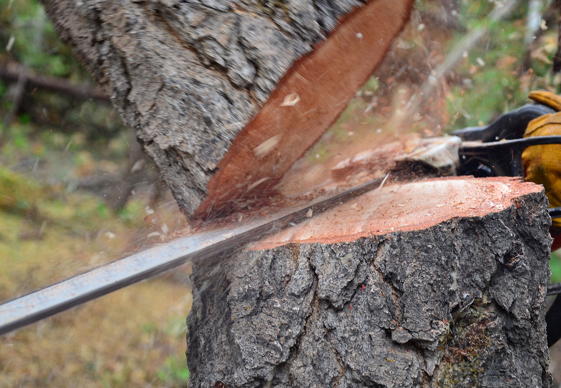 Tree Trimming